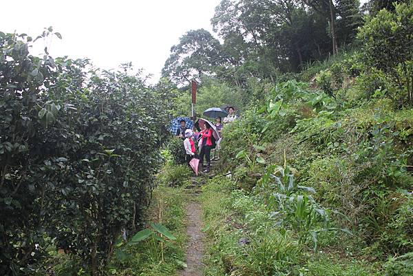 0616坪林胡桶古道東坑山 (6)