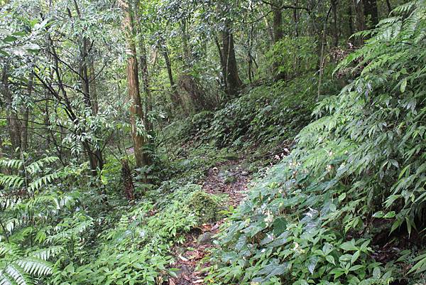 0616坪林胡桶古道東坑山 (37)