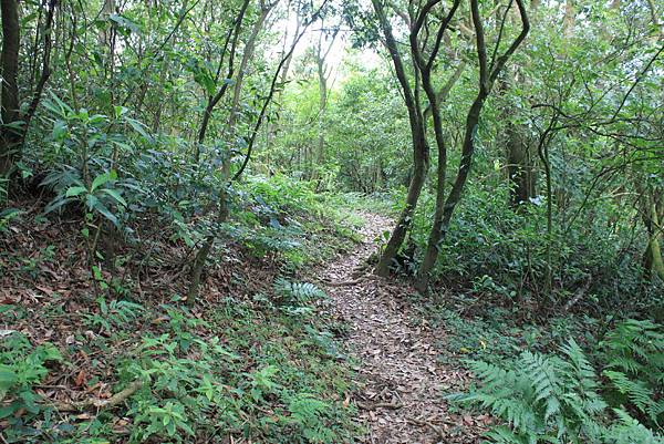 0907內寮古道接瑪礁古道 (39).JPG