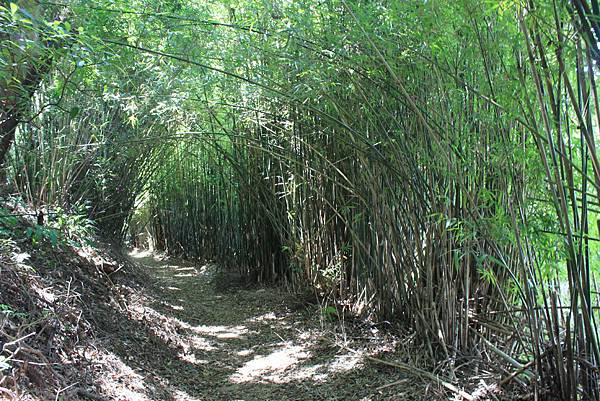 0915é™½å³°å¤é“æ©«å¶ºå¤é“ç¹žä¸€åœˆ (59).JPG