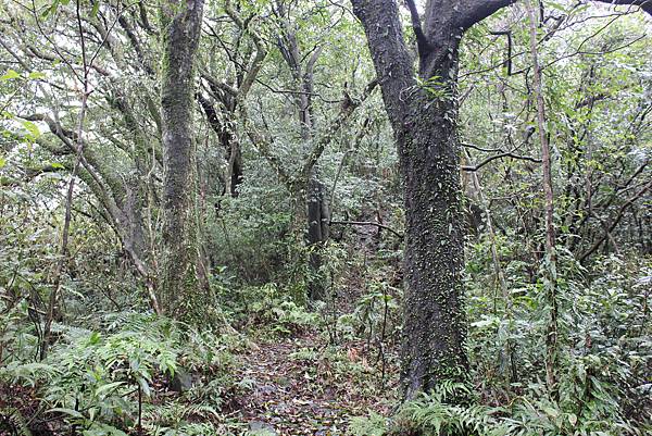 0216荷蘭古道上高頂山 (18).JPG