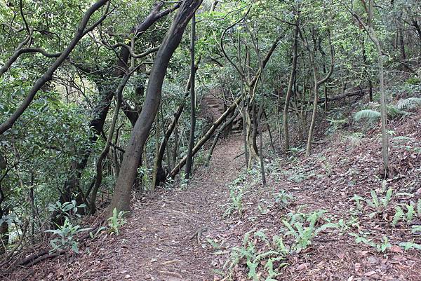 0309龜山大坑桐花步道陳厝坑山 (23).JPG