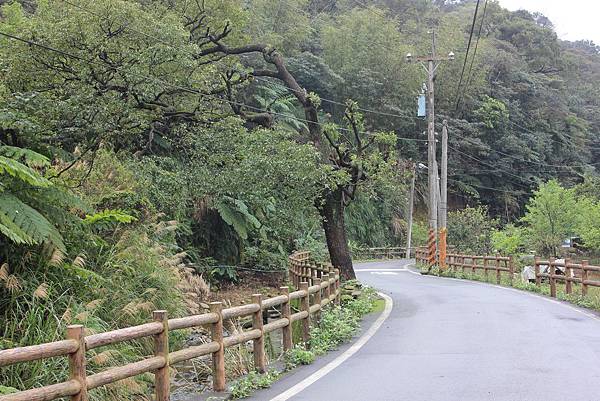 0309龜山大坑桐花步道陳厝坑山 (32).JPG