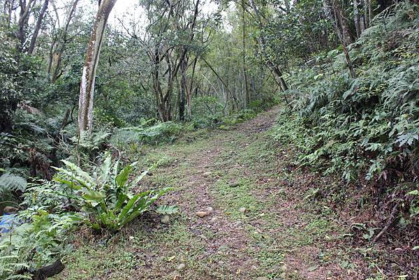 0309龜山大坑桐花步道陳厝坑山 (40).JPG