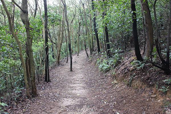 0309龜山大坑桐花步道陳厝坑山 (44).JPG