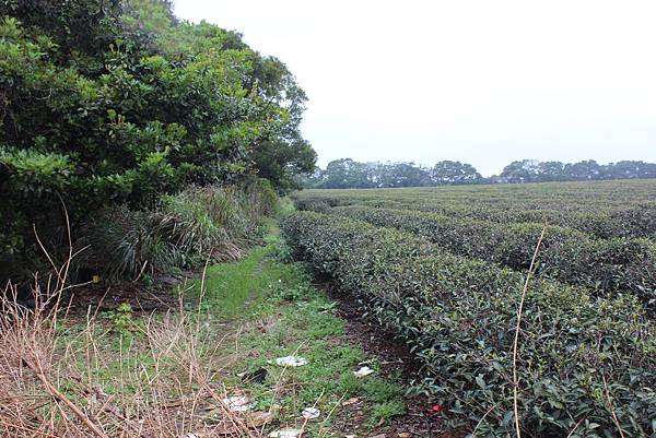 0309龜山大坑桐花步道陳厝坑山 (49).JPG