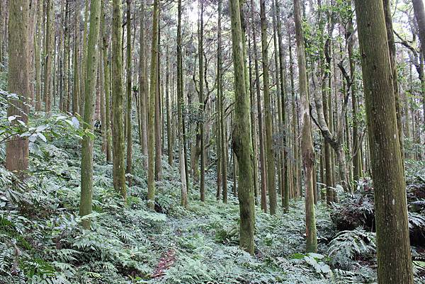 0322金平山、小烏來 (34).JPG