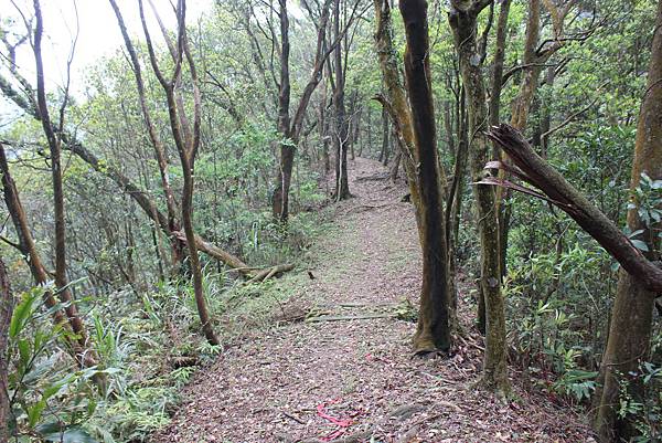 0330千階番山仔坑山 (25).JPG