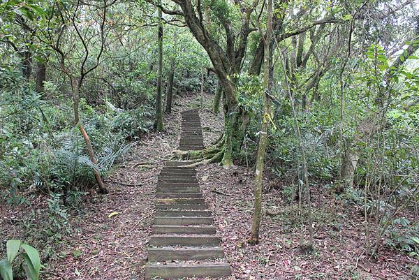 0330千階番山仔坑山 (42).JPG