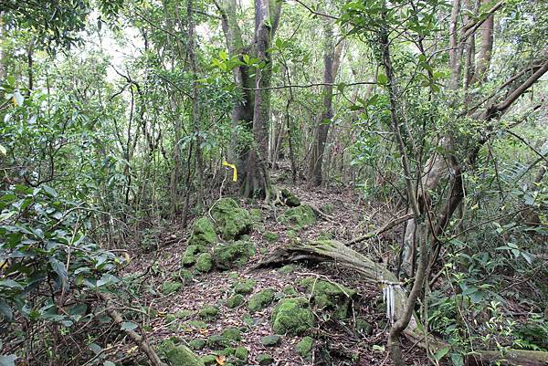 0330千階番山仔坑山 (44).JPG