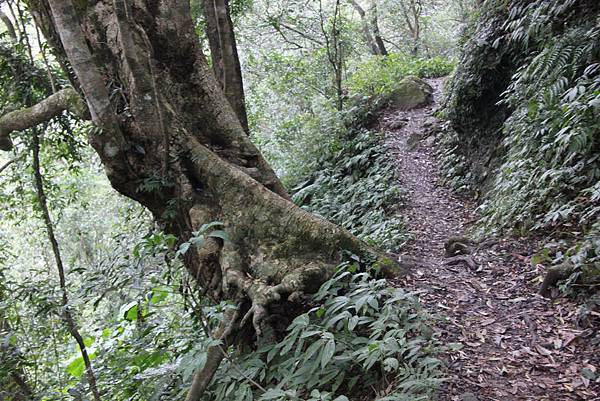 0207三峽雲森瀑布 (40).JPG