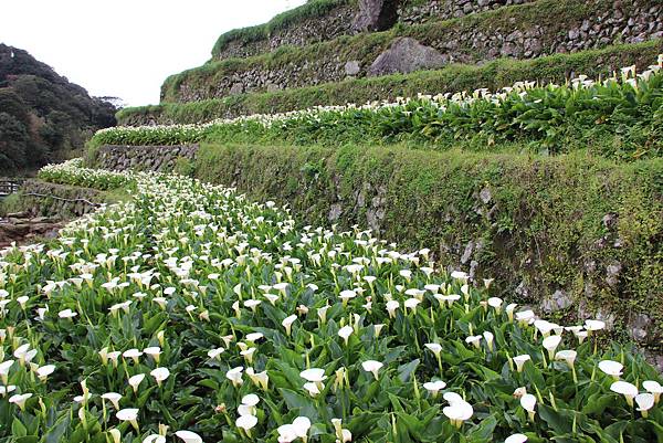 0308竹仔湖海芋 (18).JPG