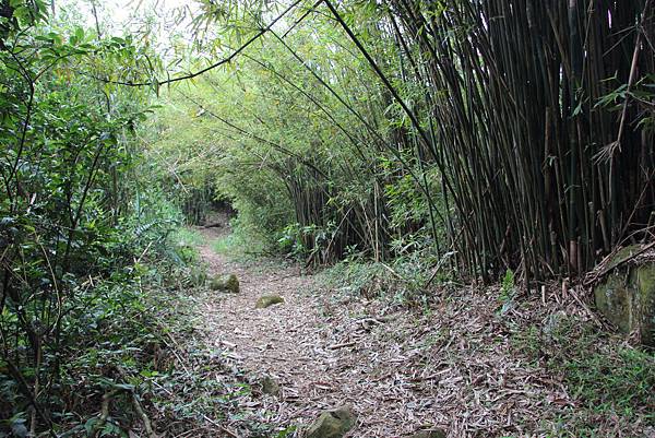 0425新圳頭山、坪頂古圳 (13).JPG