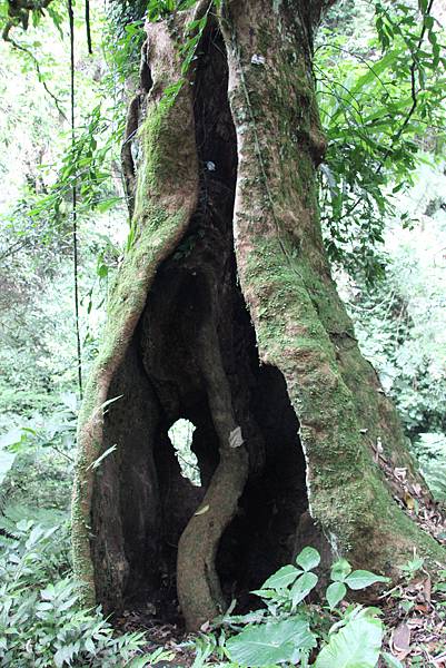 0606三民蝙蝠洞、秋山清泉巖觀音洞、基國派 (23).JPG