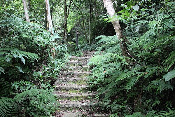 0606三民蝙蝠洞、秋山清泉巖觀音洞、基國派 (31).JPG