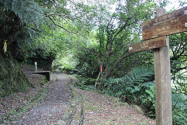 0627東勢格古道上臭頭山 (7).JPG