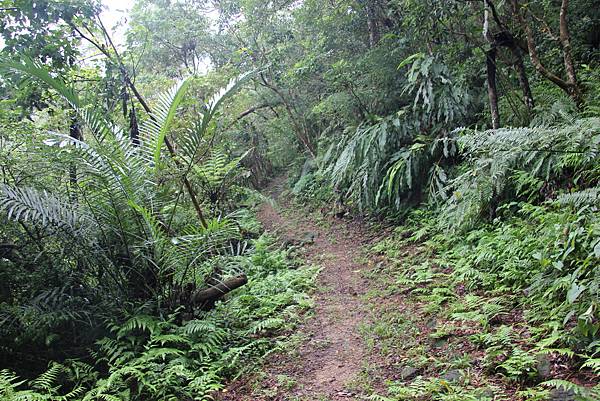 0830炮仔崙登山步道、炮仔崙瀑布 (12).JPG