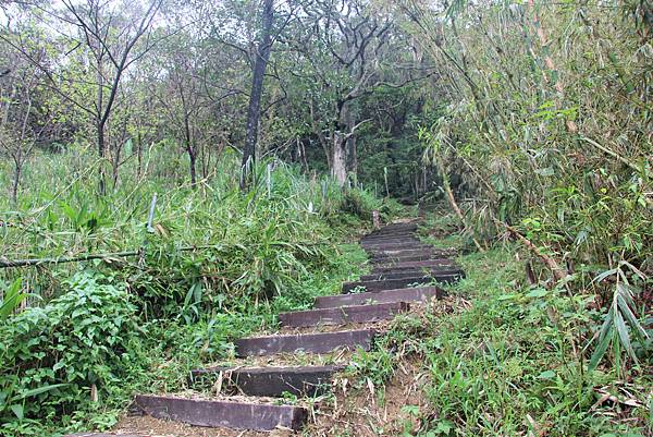 0830炮仔崙登山步道、炮仔崙瀑布 (22).JPG