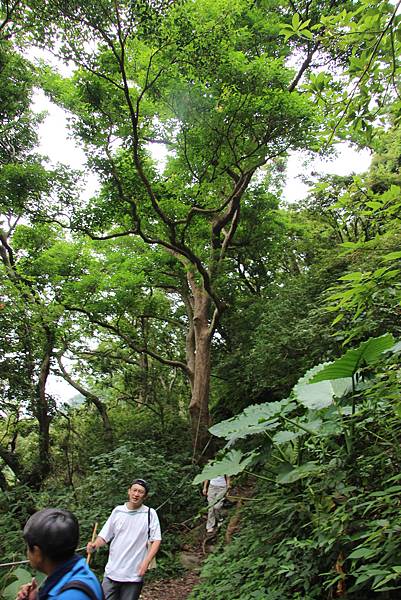 0926北橫古道上硬漢嶺 (22).JPG