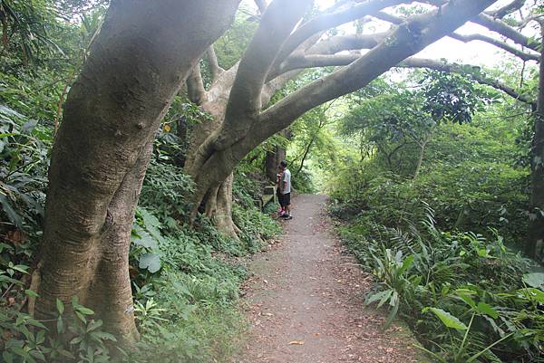 0926北橫古道上硬漢嶺 (68).JPG