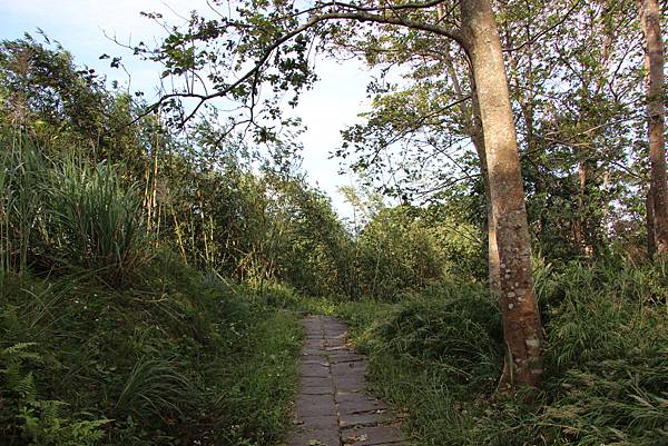 1031芎林飛鳳山、新埔文山國小百年香楓 (5).JPG