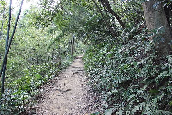 1031芎林飛鳳山、新埔文山國小百年香楓 (15).JPG