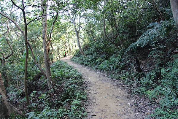 1031芎林飛鳳山、新埔文山國小百年香楓 (16).JPG