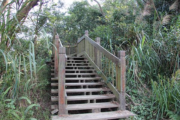 1031芎林飛鳳山、新埔文山國小百年香楓 (23).JPG