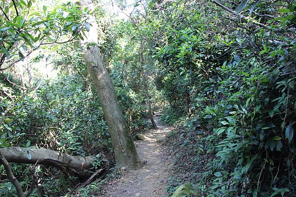 1031芎林飛鳳山、新埔文山國小百年香楓 (41).JPG