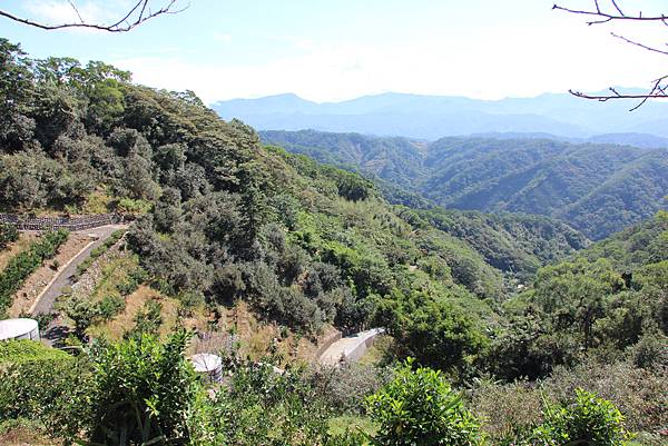 1031芎林飛鳳山、新埔文山國小百年香楓 (43).JPG