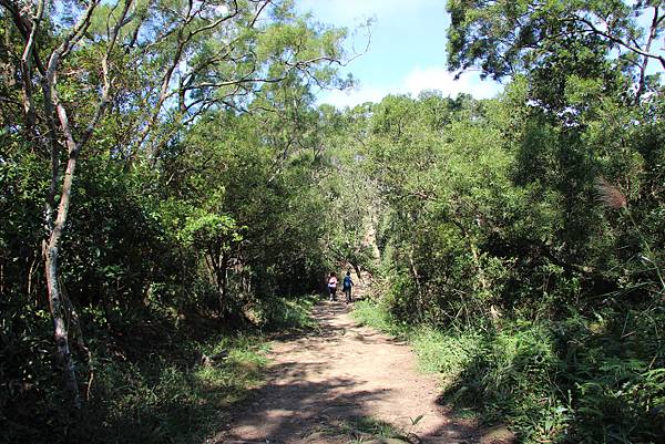 1031芎林飛鳳山、新埔文山國小百年香楓 (50).JPG