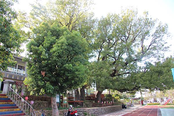 1031芎林飛鳳山、新埔文山國小百年香楓 (84).JPG