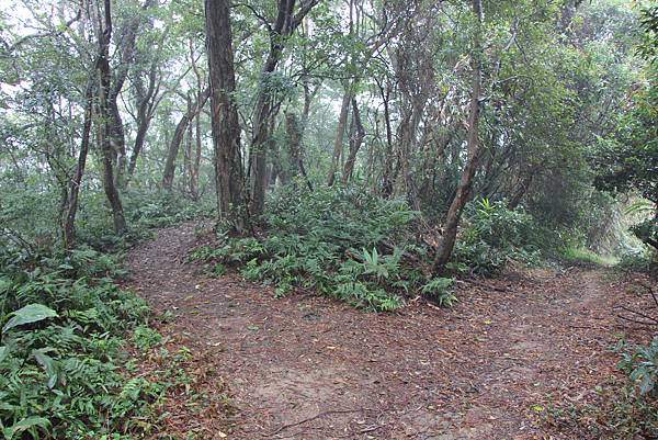 1226大芁芎古道上溪州山  (43).JPG