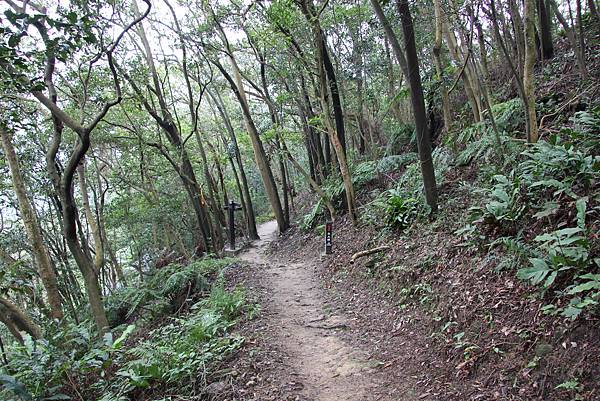 0220林大同山、青龍嶺、大棟山 (41).JPG