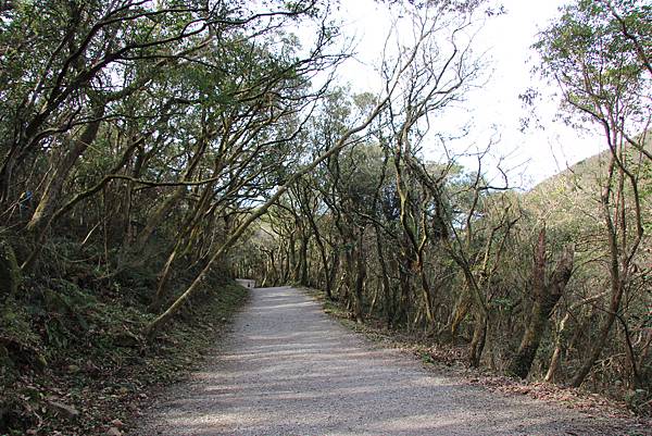 0305面天山大屯山 (21).JPG