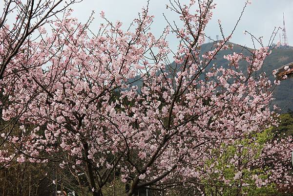 0305面天山大屯山 (90).JPG