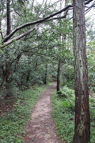 0312五酒桶山步道 (37).JPG