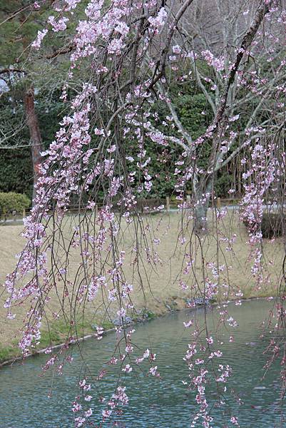 0325關西機場購票、京都、宇治平等院、宇治上神社 (40).JPG