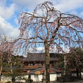 0325關西機場購票、京都、宇治平等院、宇治上神社 (44).JPG