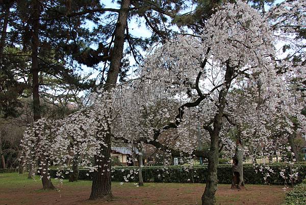 0326京都御苑賞櫻 (4).JPG