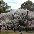 0326京都御苑賞櫻 (26).JPG