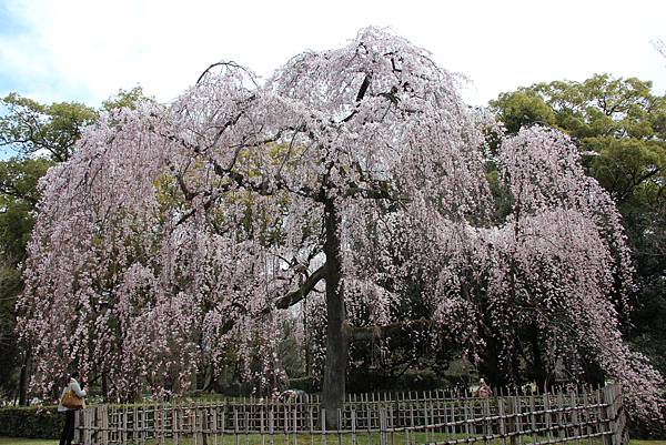 0326京都御苑賞櫻 (76).JPG