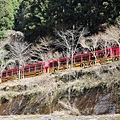 0326京都嵐山瑳峨野觀光火車、保津川遊船 (78).JPG