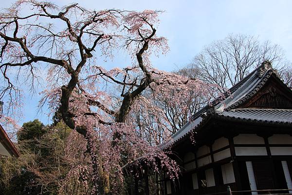 0327京都醍醐寺賞櫻 (22).JPG