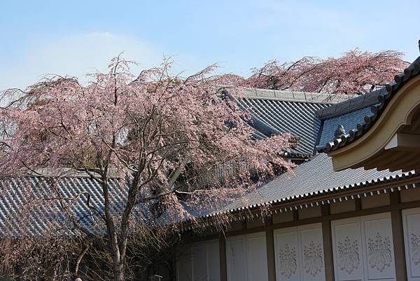 0327京都醍醐寺賞櫻 (34).JPG