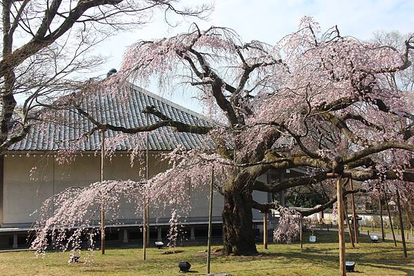 0327京都醍醐寺賞櫻 (58).JPG