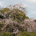 0327京都八阪神社、花見小路 (14).JPG