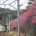 0328京都鞍馬、貴船 (92).JPG