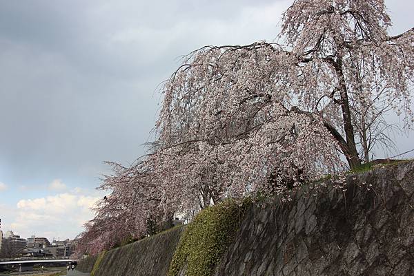 0328鴨川櫻花 (3).JPG