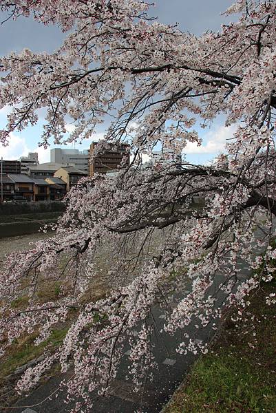 0328鴨川櫻花 (9).JPG